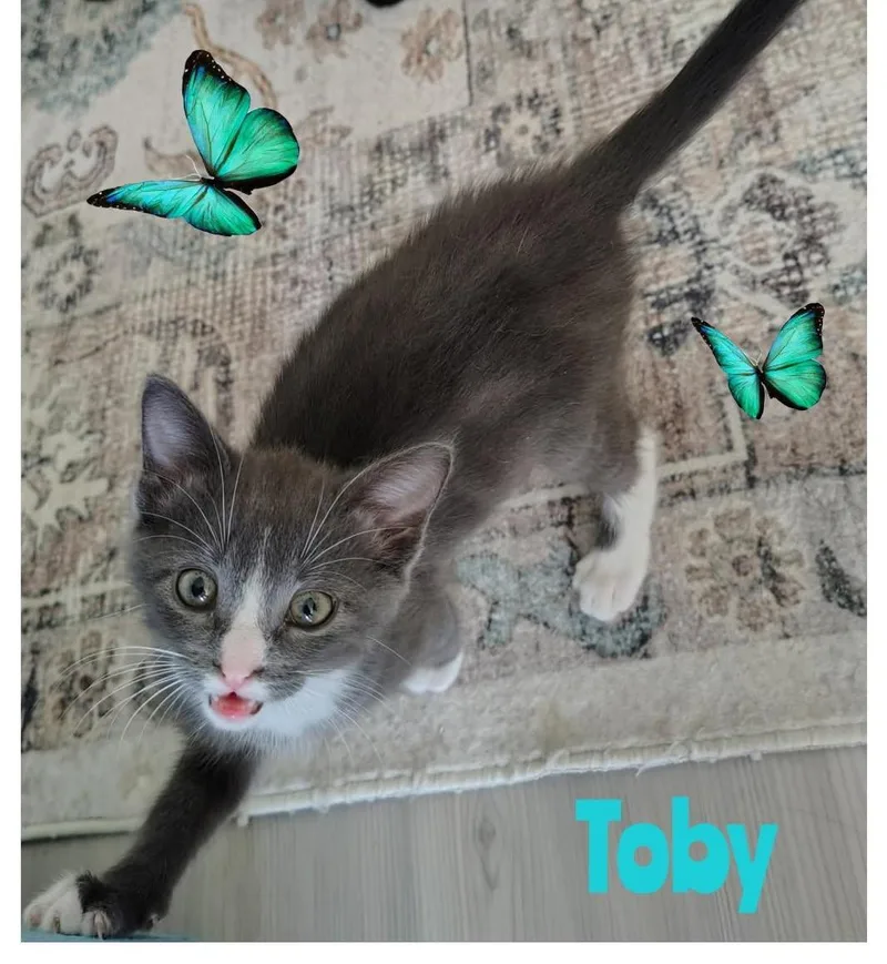 A baby medium-sized male Gray & White Domestic Short Hair cat named Toby for adoption in Terrell, TX