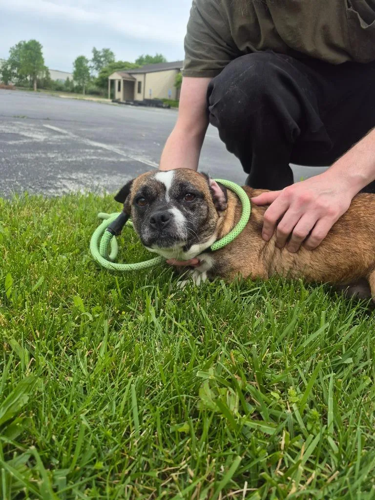 A young medium-sized female Hound dog named Annie for adoption in Findlay, OH