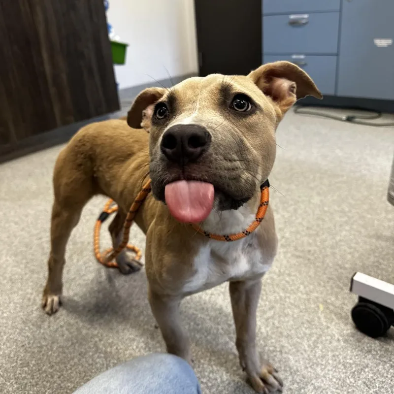 An adult medium-sized male Yellow / Tan / Blond / Fawn Mixed Breed dog named Clifford for adoption in Hinsdale, IL