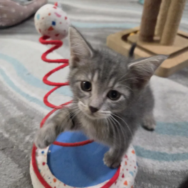 A baby small-sized female Tabby (Gray / Blue / Silver) Domestic Short Hair cat named Shania Haseman for adoption in Morrison, CO