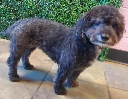 An adult medium-sized female Black Miniature Poodle dog named 61304572 for adoption in El Paso, TX