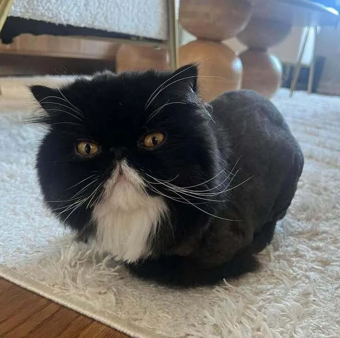 An adult medium-sized male Brown / Chocolate Persian cat named Sir Duke from Prance for adoption in Chicago, IL