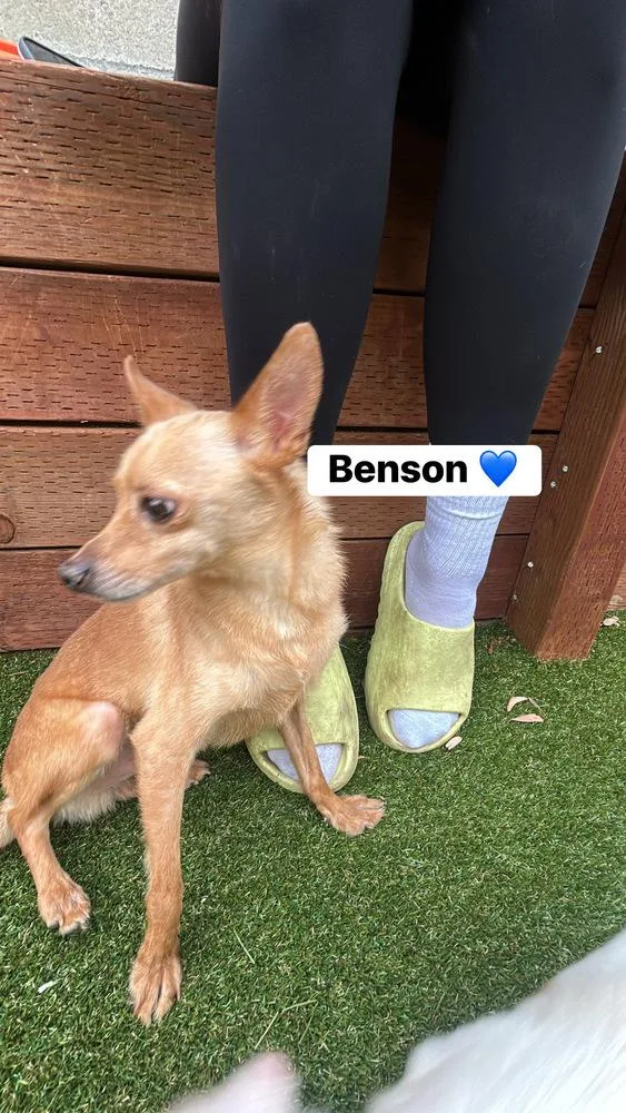An adult small-sized male Chihuahua dog named Benson for adoption in ventura, CA
