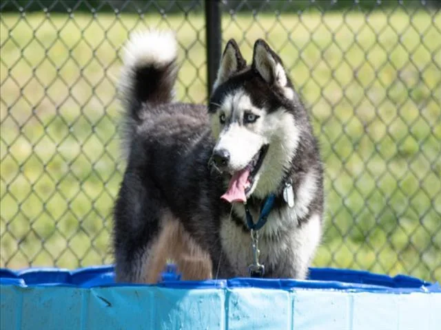 A young large-sized male Siberian Husky dog named Gunner for adoption in Chapel Hill, NC