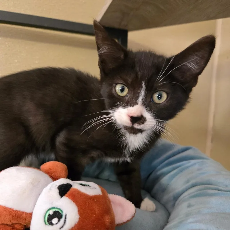A baby small-sized male Black Domestic Short Hair cat named River for adoption in Pennsville, NJ