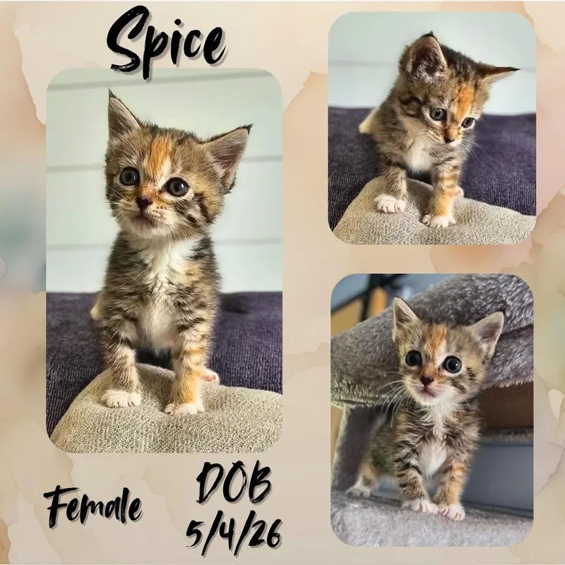 A baby medium-sized female Torbie Domestic Short Hair cat named Spice for adoption in Caldwell, TX
