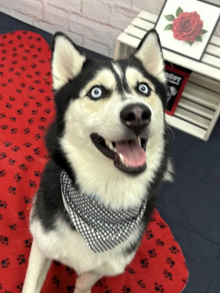 Midnight thumbnail 2