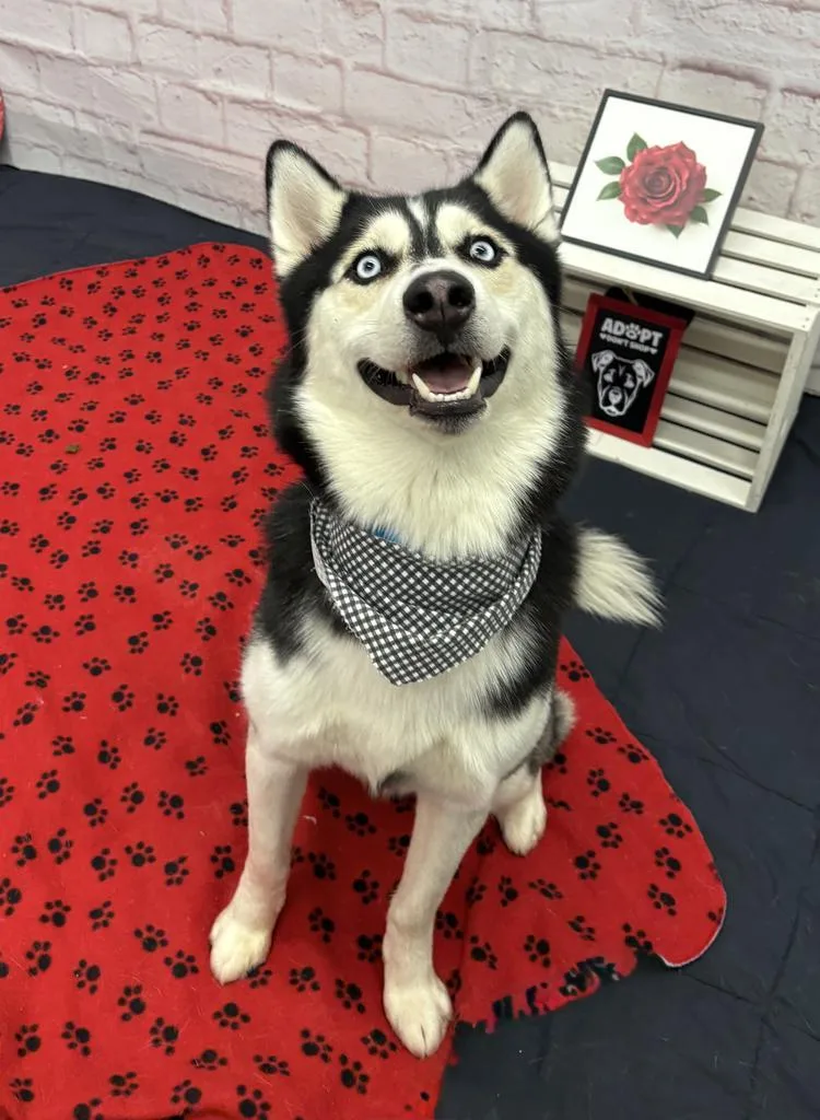 Midnight thumbnail 3