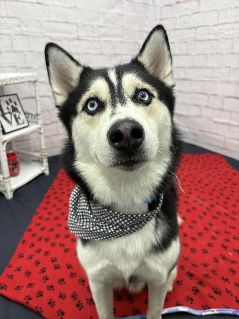 Midnight thumbnail 4