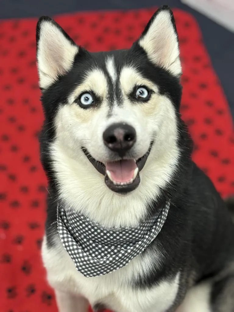 Midnight thumbnail 5