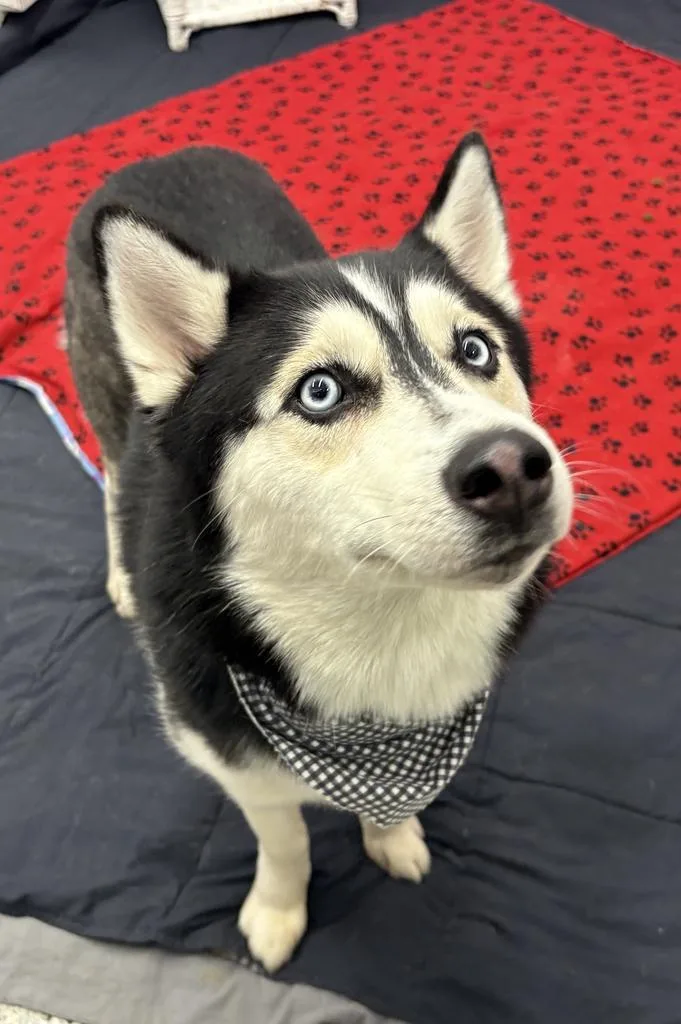 Midnight thumbnail 6