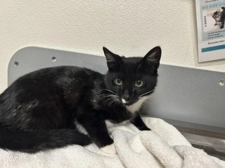 A baby small-sized male Domestic Short Hair cat named Slick for adoption in Chapel Hill, NC