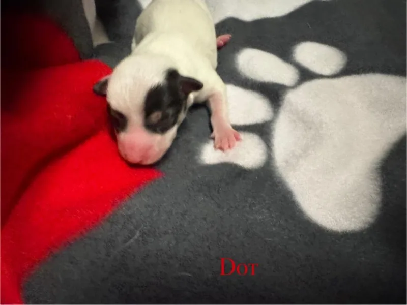 A baby small-sized female Chihuahua dog named Dot for adoption in Pine Grove, PA