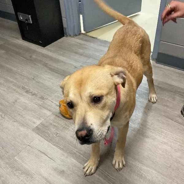 A young medium-sized female Yellow / Tan / Blond / Fawn Mixed Breed dog named Brownie for adoption in East Smithfield , PA