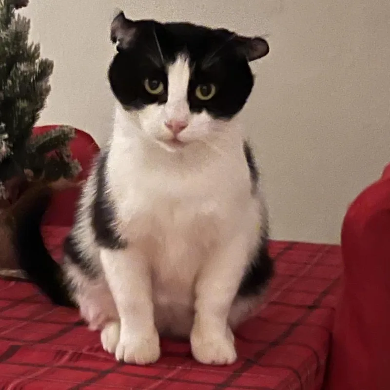 An adult medium-sized male Black American Curl cat named Ace for adoption in Houston, TX
