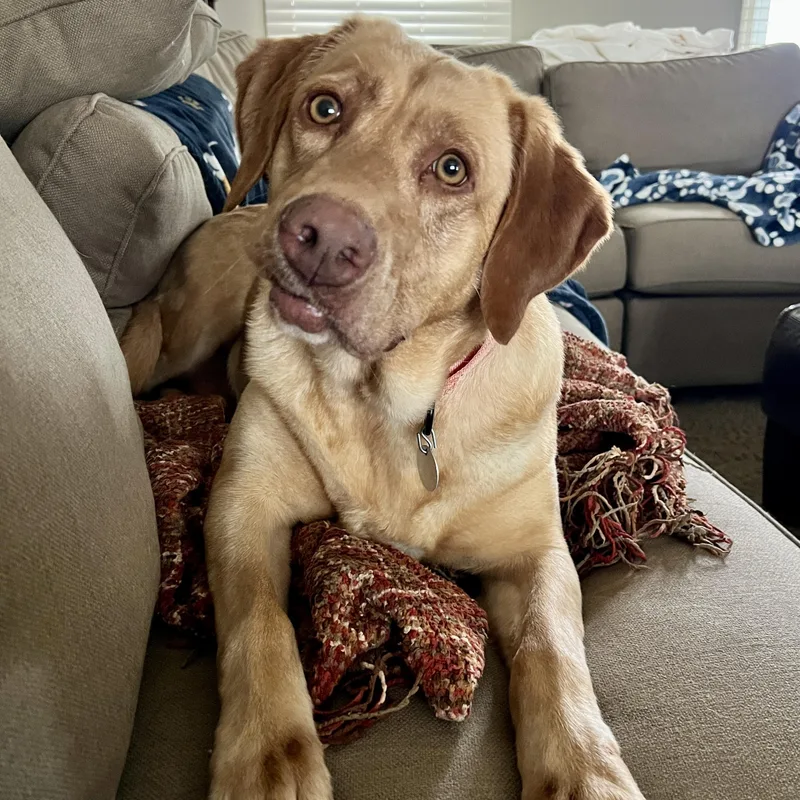 Chardonnay thumbnail 3