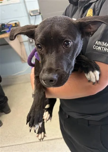 A young small-sized female Pit Bull Terrier dog named Mackenzie for adoption in Tallahassee, FL