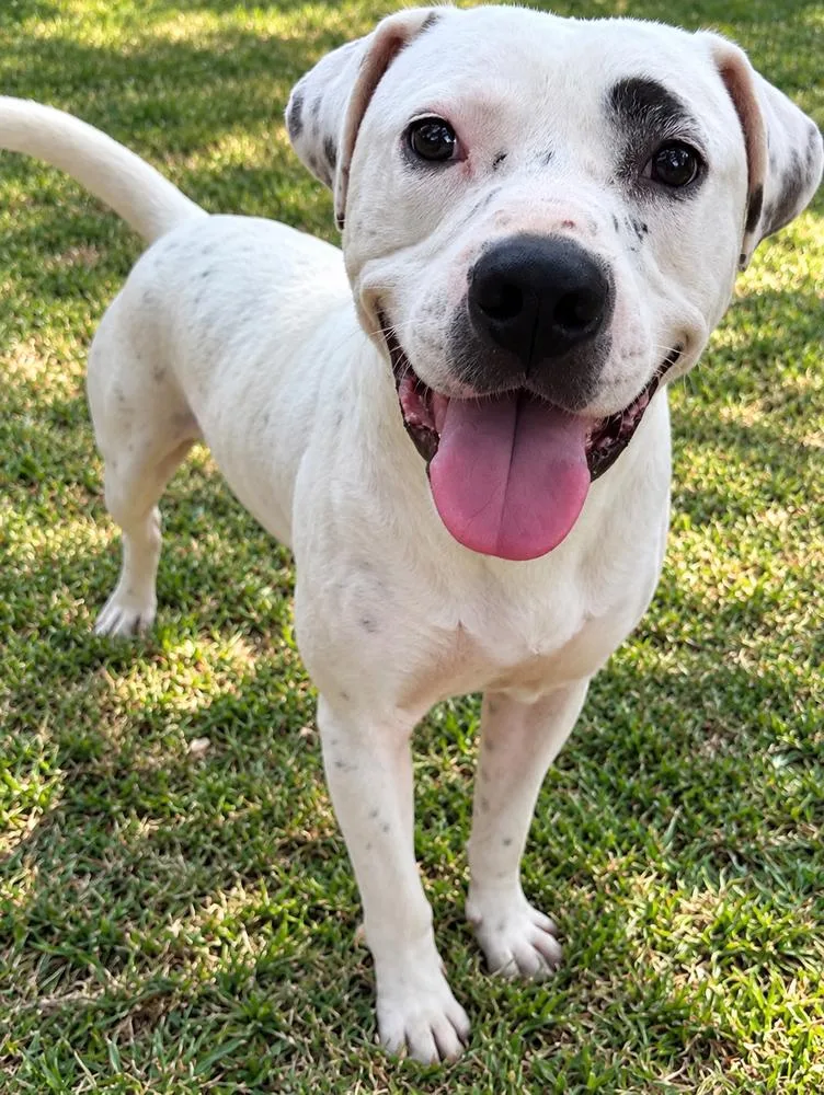 An adult large-sized male Tricolor (Brown, Black, & White) American Bulldog dog named Rocko for adoption in Troy, AL