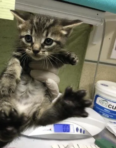 A baby small-sized male Domestic Short Hair cat named Rio for adoption in Riverside, CA