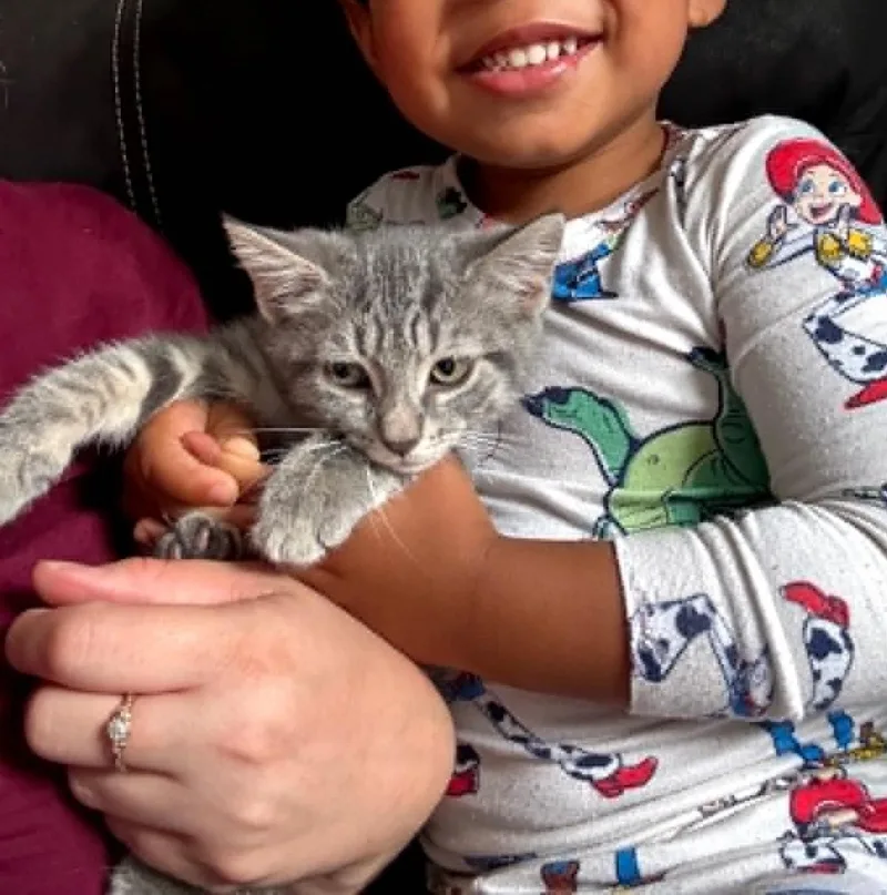 A baby medium-sized female Tabby (Gray / Blue / Silver) Tabby cat named Smokey for adoption in Hawley, PA