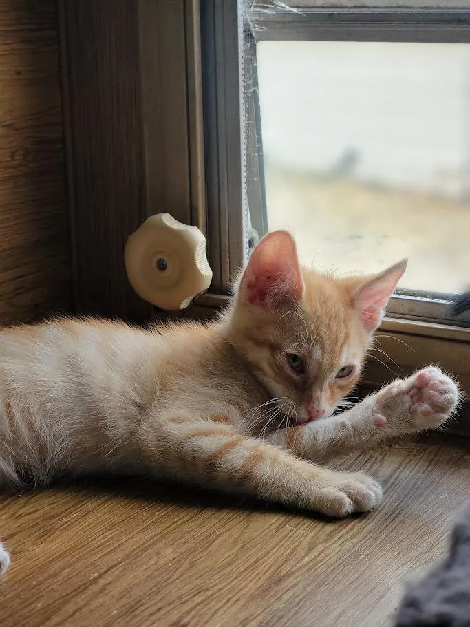 A baby medium-sized male Tabby (Orange / Red) Domestic Short Hair cat named Charles for adoption in Washoe Valley, NV