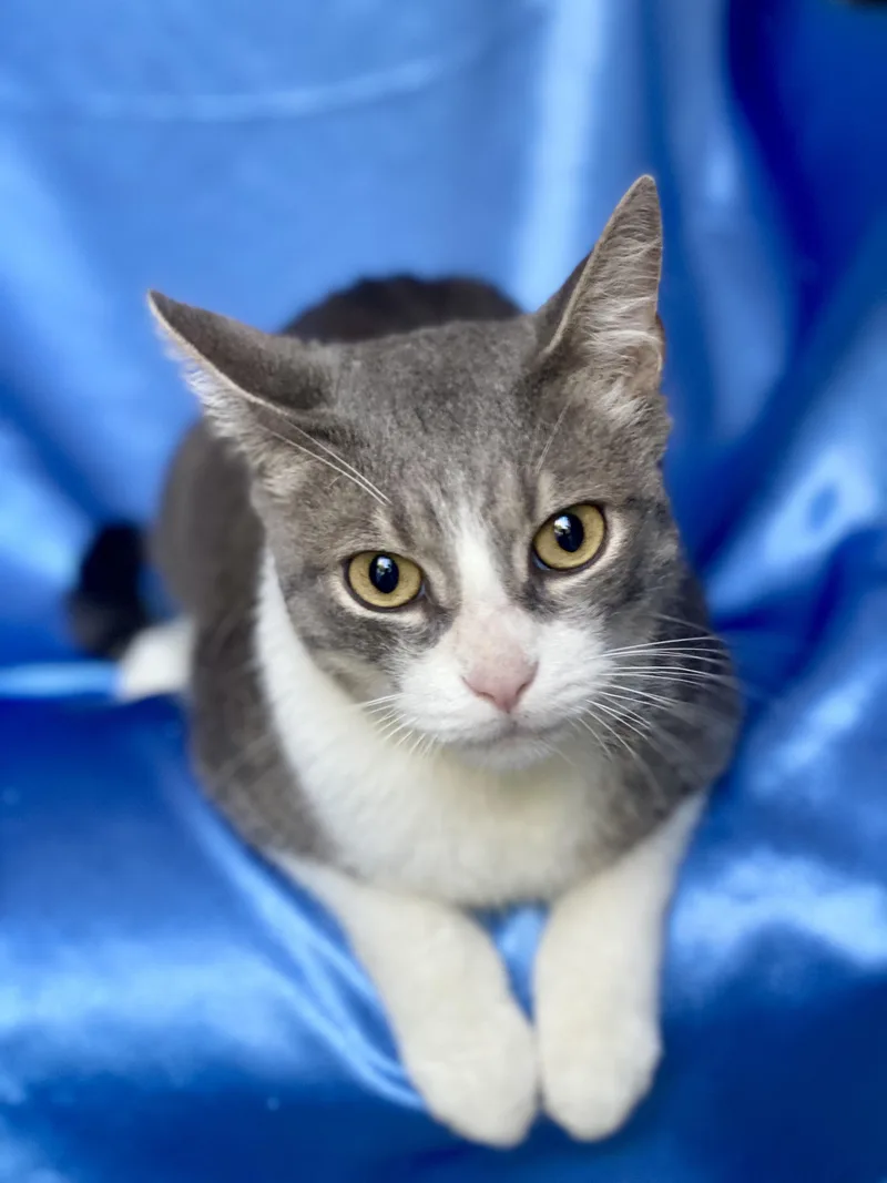 An adult medium-sized male Gray & White Domestic Short Hair cat named Miso for adoption in Rowland Heights, CA