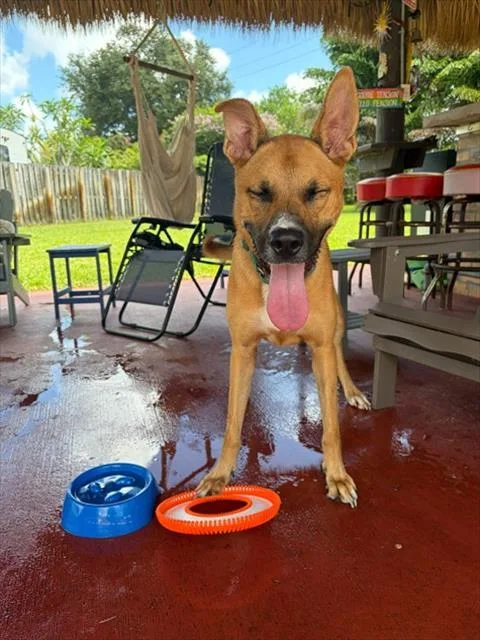 A young large-sized female Terrier dog named Brittany for adoption in Miami, FL