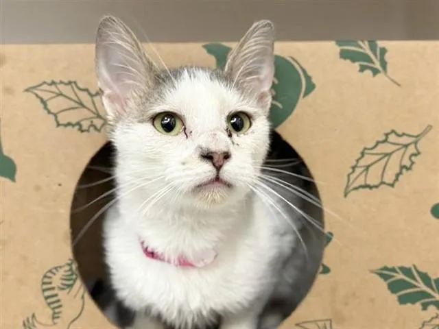 An adult small-sized female Domestic Short Hair cat named Eclair for adoption in Saint Louis, MO