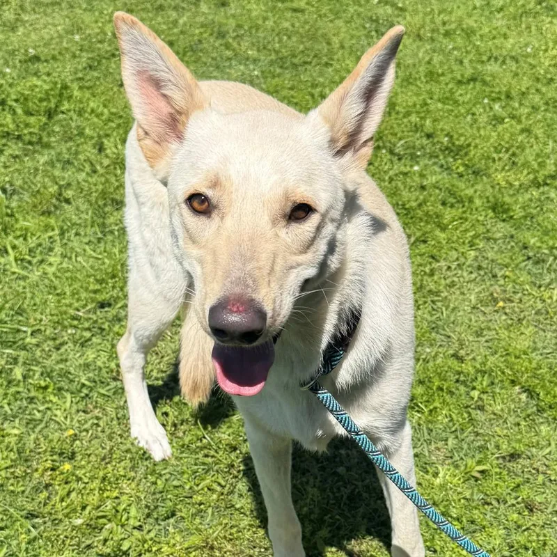 An adult medium-sized female Yellow / Tan / Blond / Fawn German Shepherd Dog dog named Lilo for adoption in New Ringgold, PA