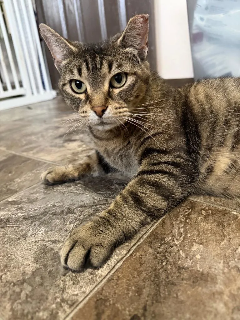 A young medium-sized female Domestic Short Hair cat named Mama Molly for adoption in Cloquet, MN