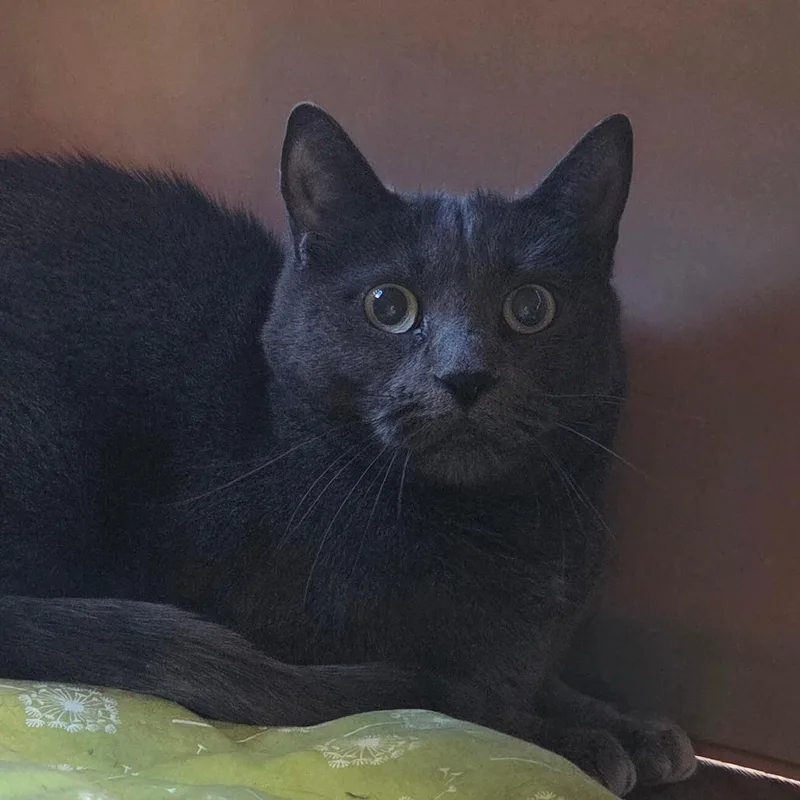 An adult medium-sized female Gray / Blue / Silver Domestic Short Hair cat named Kiwi for adoption in Brimfield, MA