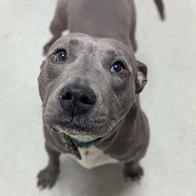 A young medium-sized female Gray / Blue / Silver Mixed Breed dog named Sprite for adoption in Gainesville, FL