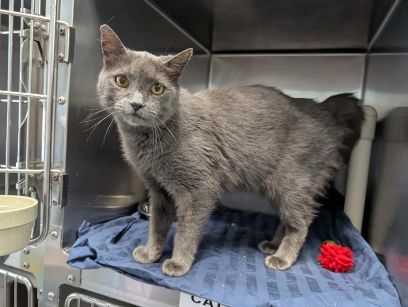 A senior medium-sized female Gray / Blue / Silver Domestic Short Hair cat named Lady Gray  Visit for adoption in Rustburg, VA