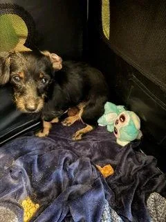 A young small-sized male Dachshund dog named Stick for adoption in Austin, TX