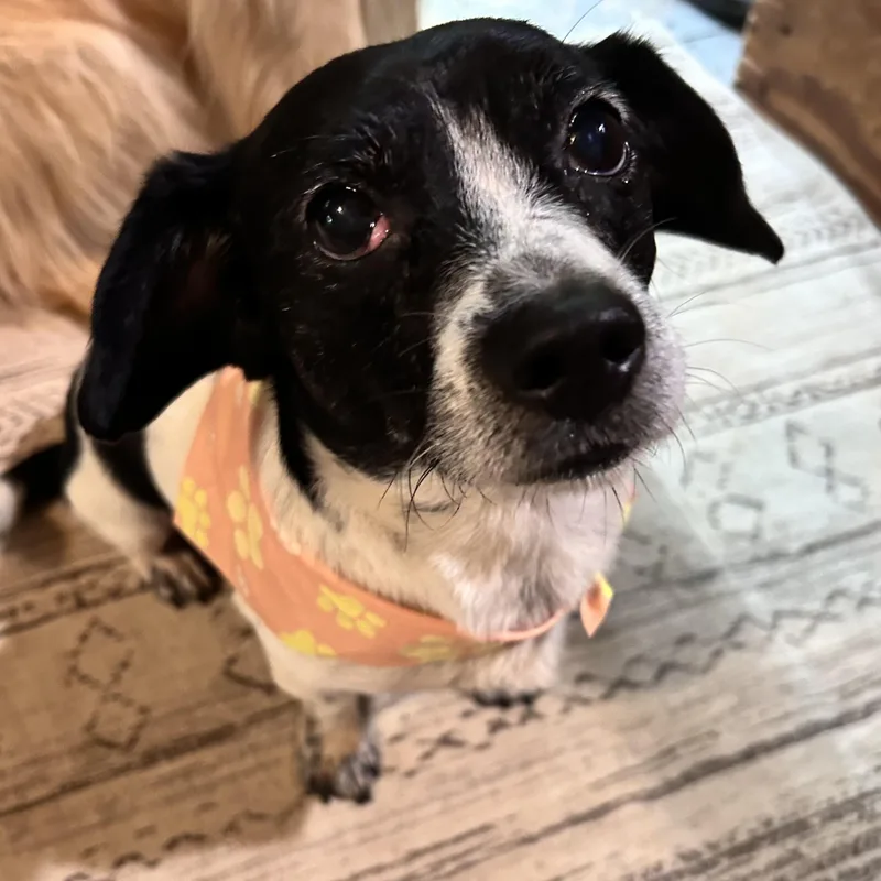 Elmer