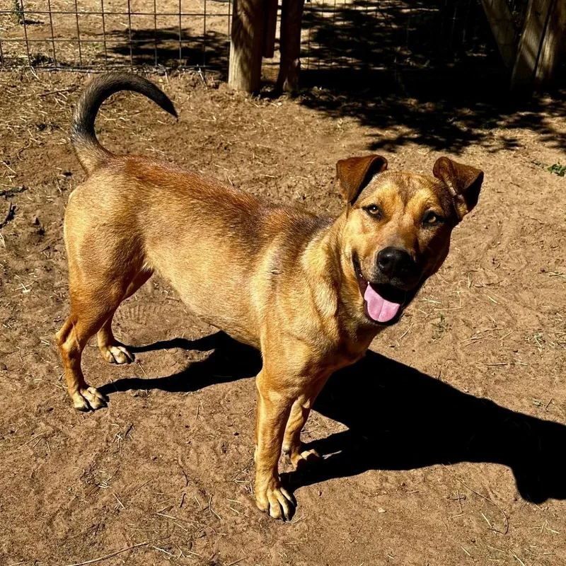 An adult medium-sized female Brown / Chocolate Belgian Shepherd / Malinois dog named Guadalupe for adoption in Chicago, IL