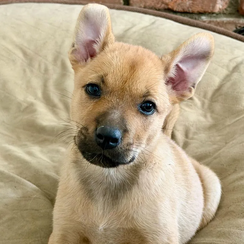 A baby small-sized female Yellow / Tan / Blond / Fawn Cattle Dog dog named Pearl for adoption in Riverside, CA