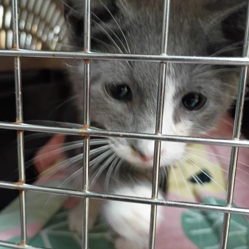 A baby small-sized female Gray / Blue / Silver Domestic Short Hair cat named Dipsy for adoption in Columbus, GA