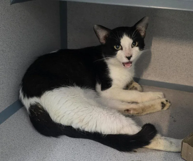 An adult medium-sized male Domestic Short Hair cat named Sully for adoption in Knoxville, IA
