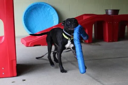 An adult medium-sized male Pit Bull Terrier dog named Walrus for adoption in Kansas City, MO