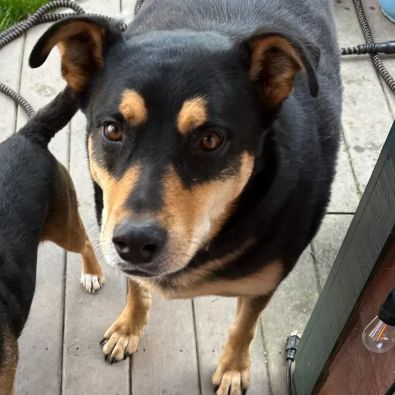 An adult large-sized male Bicolor German Shepherd Dog dog named Rocky for adoption in Eureka, CA