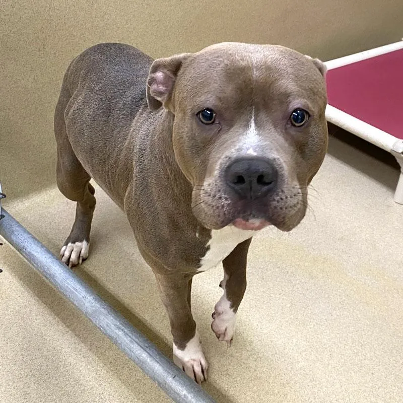 An adult large-sized male Brindle Pit Bull Terrier dog named Jar Head for adoption in Monroe, GA