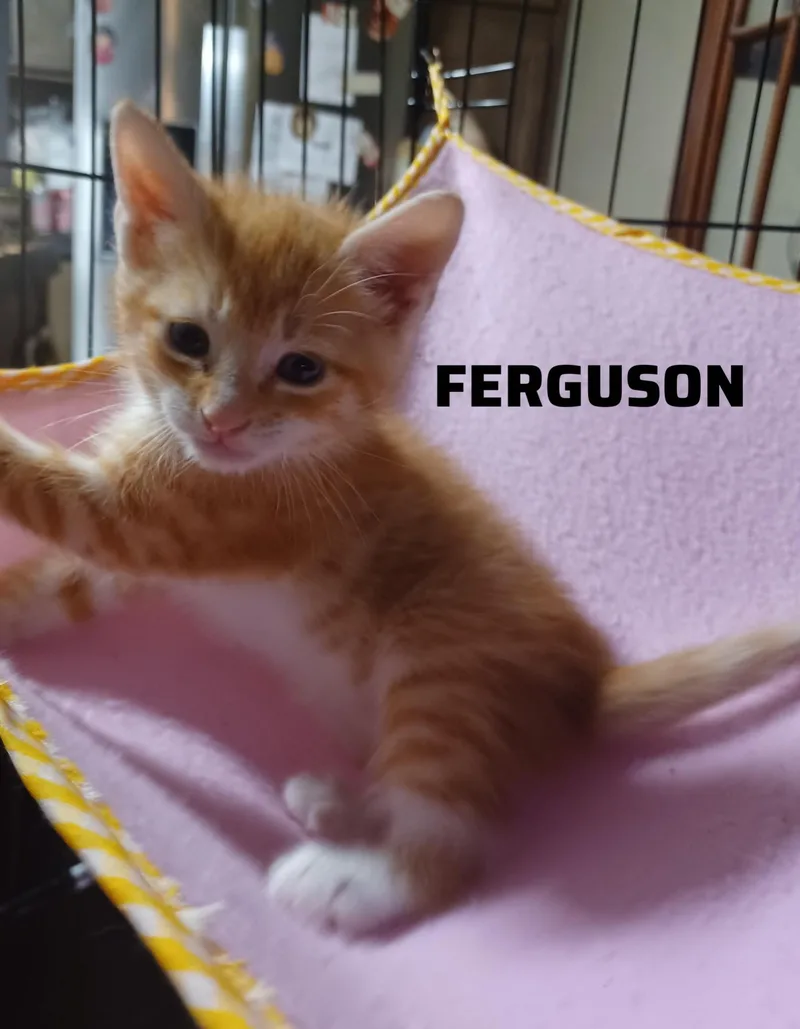A baby small-sized male Orange & White American Shorthair cat named Ferguson for adoption in Shrewsbury, MA