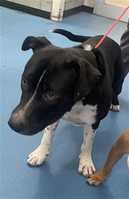 A young large-sized male Mixed Breed dog named Duke for adoption in Dallas, TX
