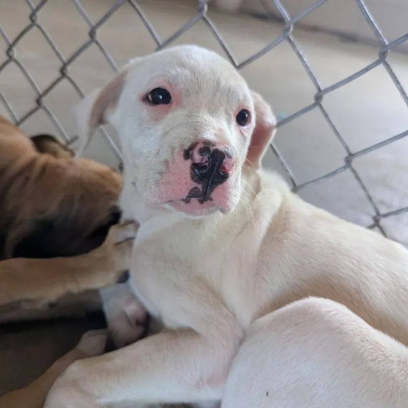 A baby medium-sized female White / Cream Catahoula Leopard Dog dog named Glacier Bay for adoption in Ocala, FL