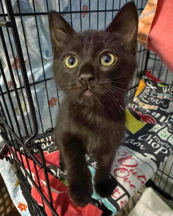 A baby small-sized female Domestic Short Hair cat named Caraway for adoption in Novato, CA