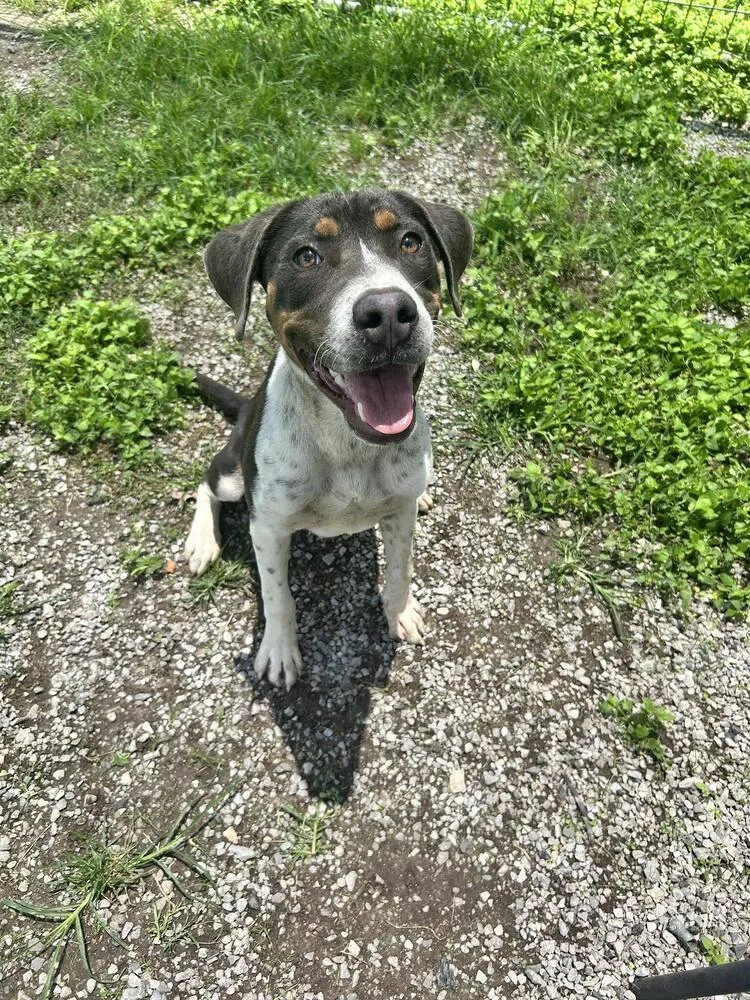 A young medium-sized male Mixed Breed dog named Ollie for adoption in Scott, LA