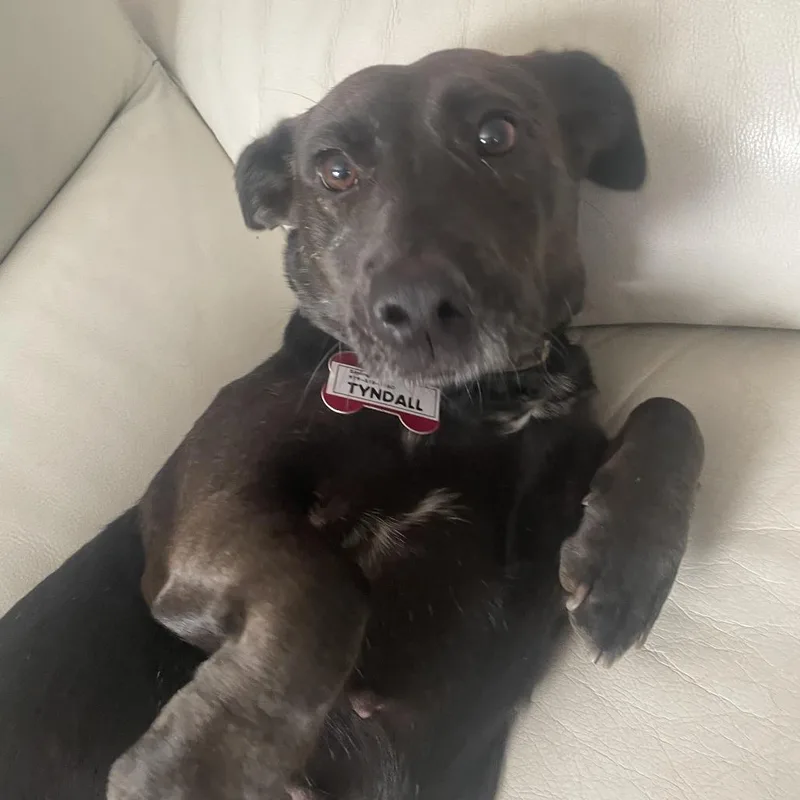An adult small-sized female Black Dachshund dog named Tyndall for adoption in Wake Forest, NC