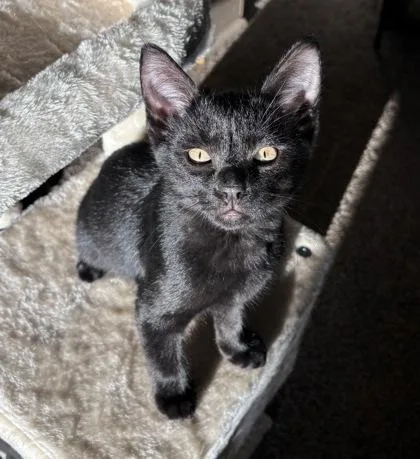 A baby small-sized male Domestic Short Hair cat named Ravioli for adoption in Fort Worth, TX