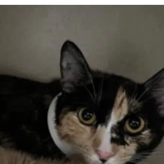 A young medium-sized female Torbie Domestic Short Hair cat named Coffee Mug for adoption in Middle Village, NY